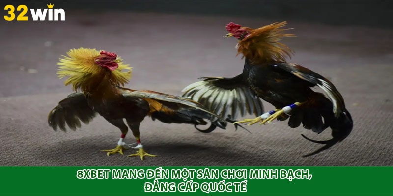 8xbet mang đến một sân chơi minh bạch, đẳng cấp quốc tế