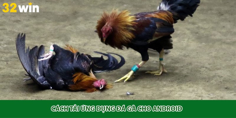 Cách tải ứng dụng đá gà cho Android