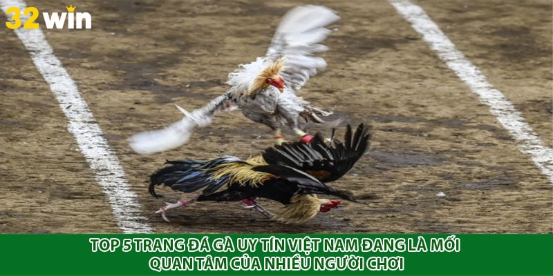 Top 5 trang đá gà uy tín Việt Nam đang là mối quan tâm của nhiều người chơi