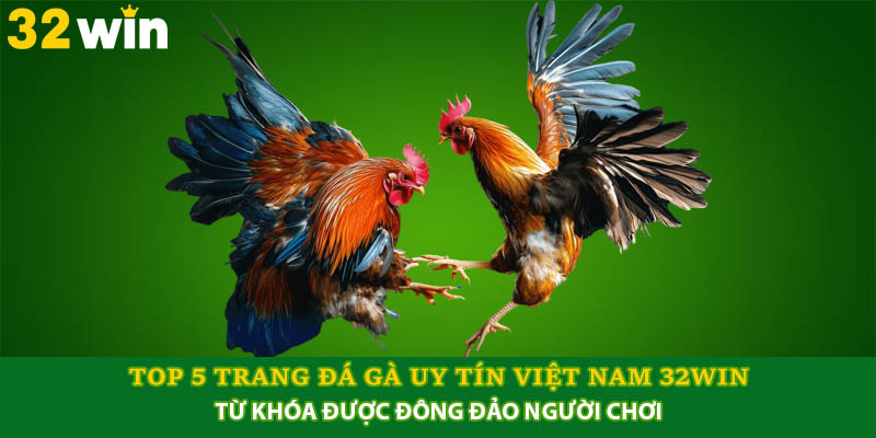 Top 5 Trang Đá Gà Uy Tín Việt Nam Cho Người Yêu Thích Đá Gà